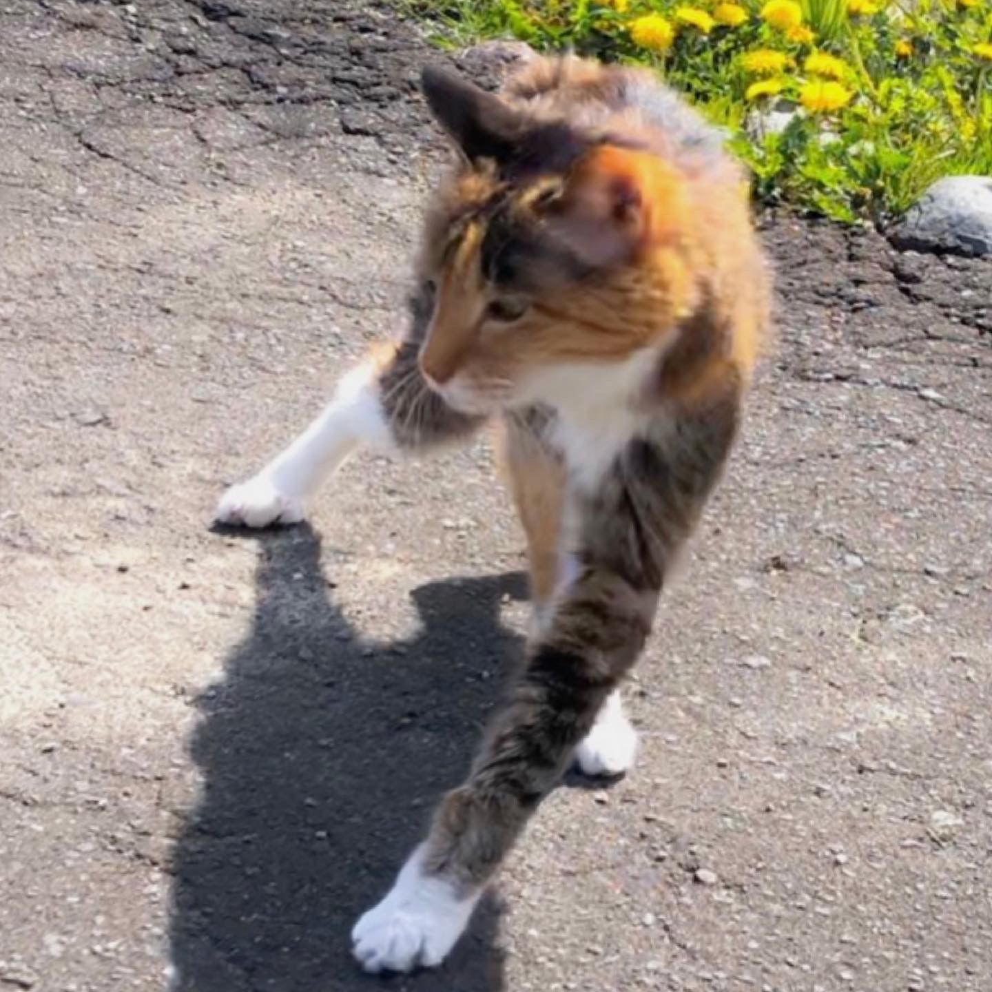 美脚ウォーキング