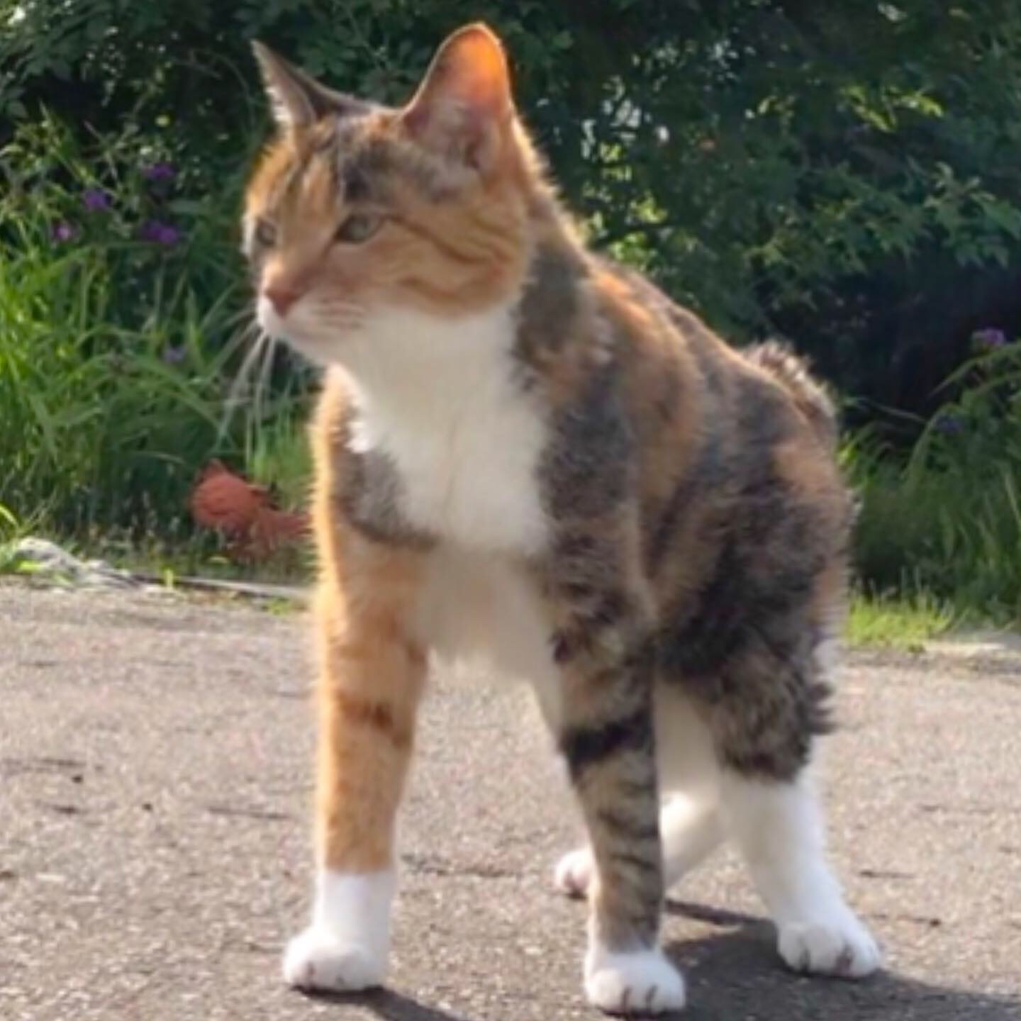 トマト