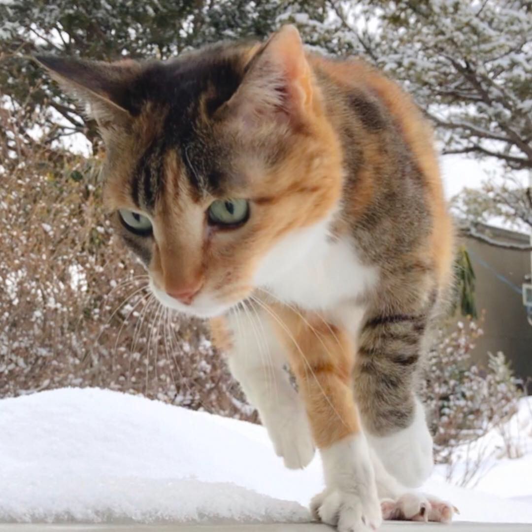 雪だるま