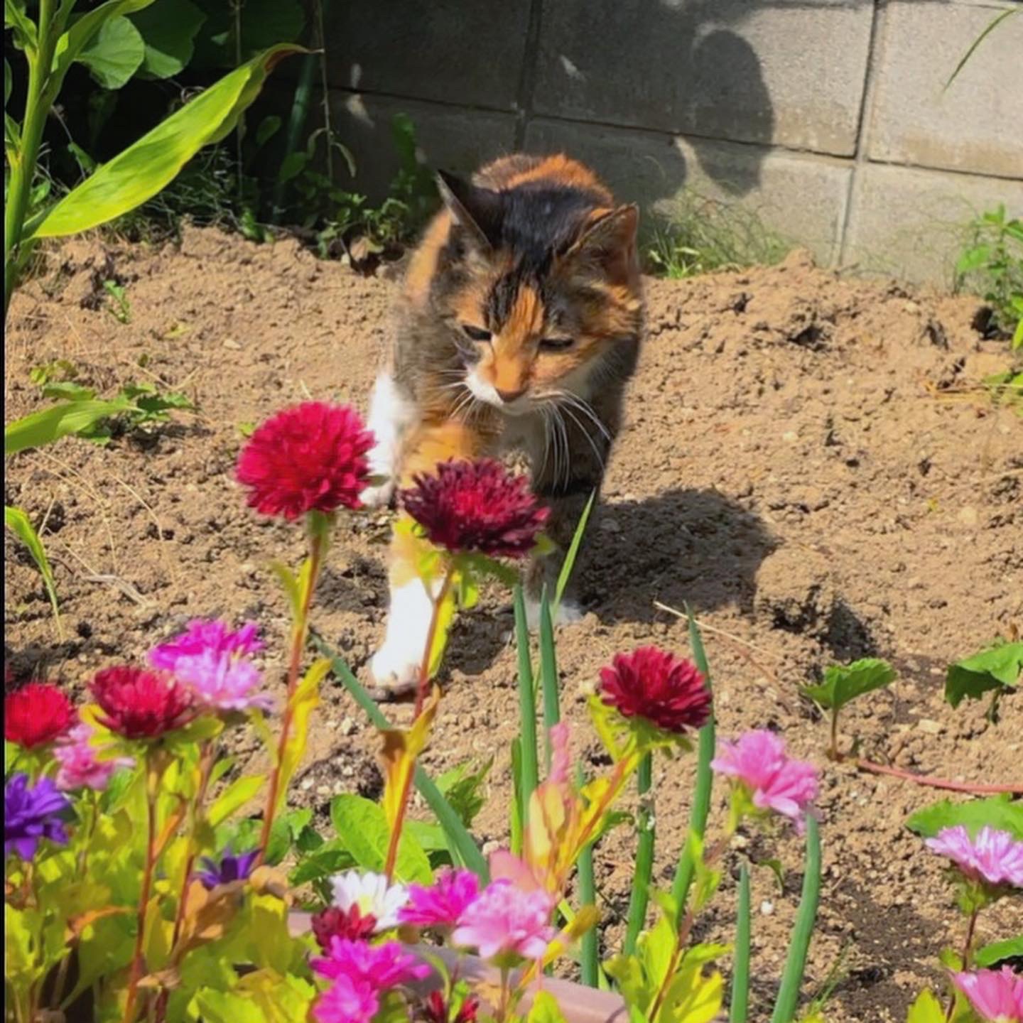 巨大キャベツ