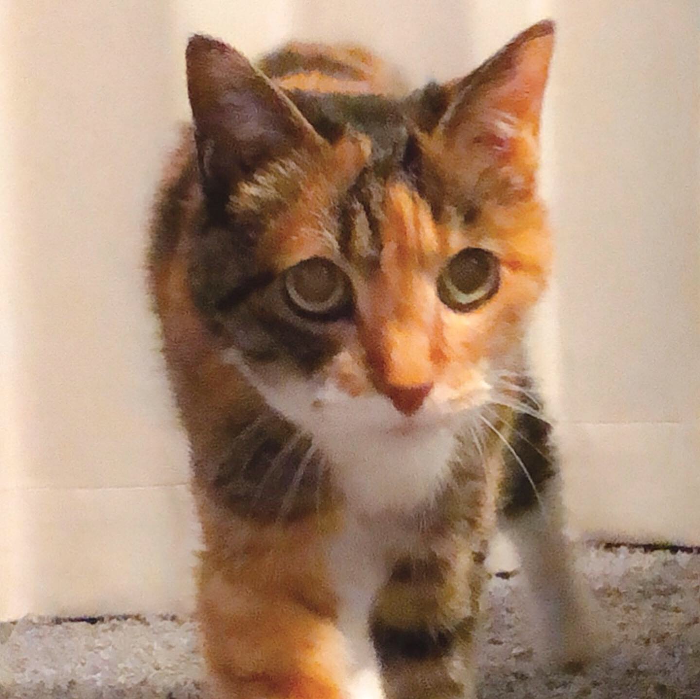 ボブという名の猫