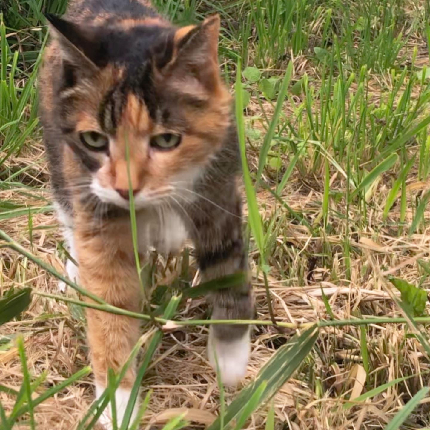 バラとひまわり