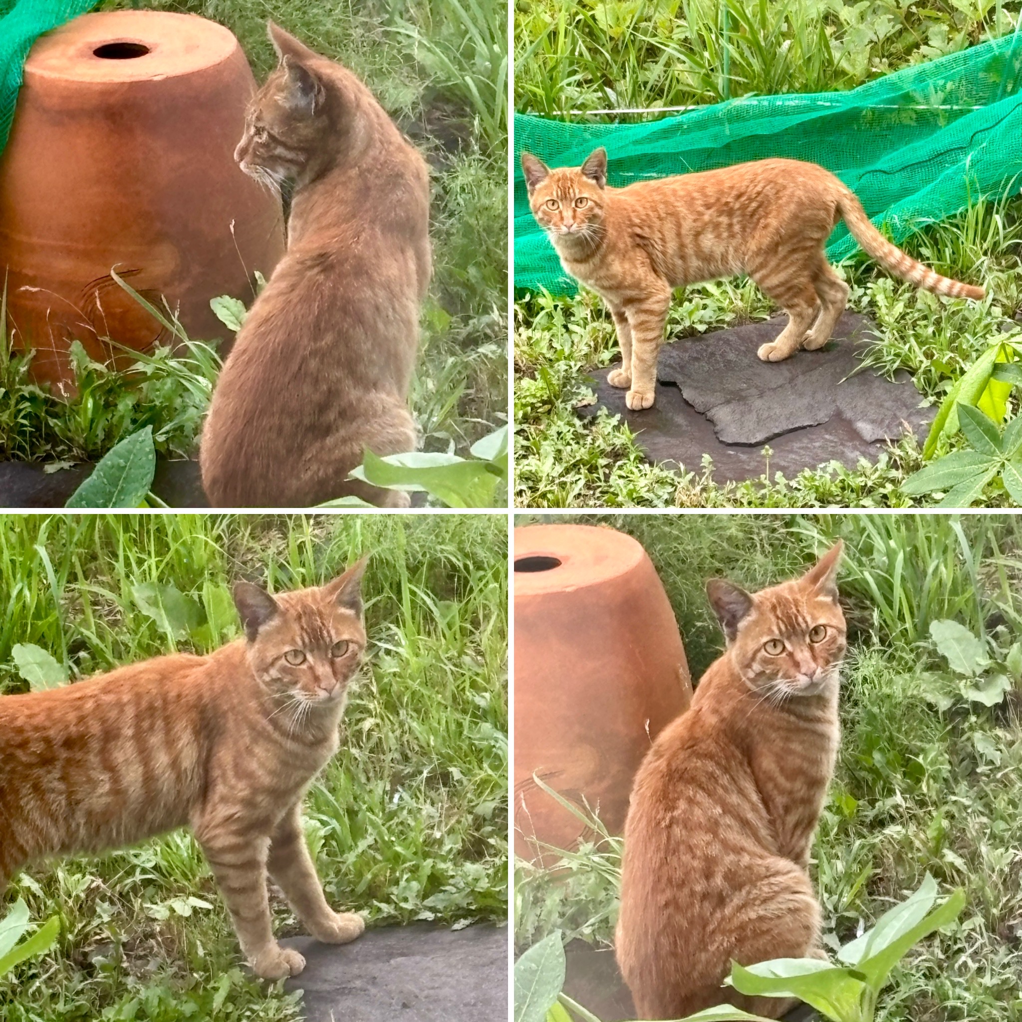 庭に来る猫