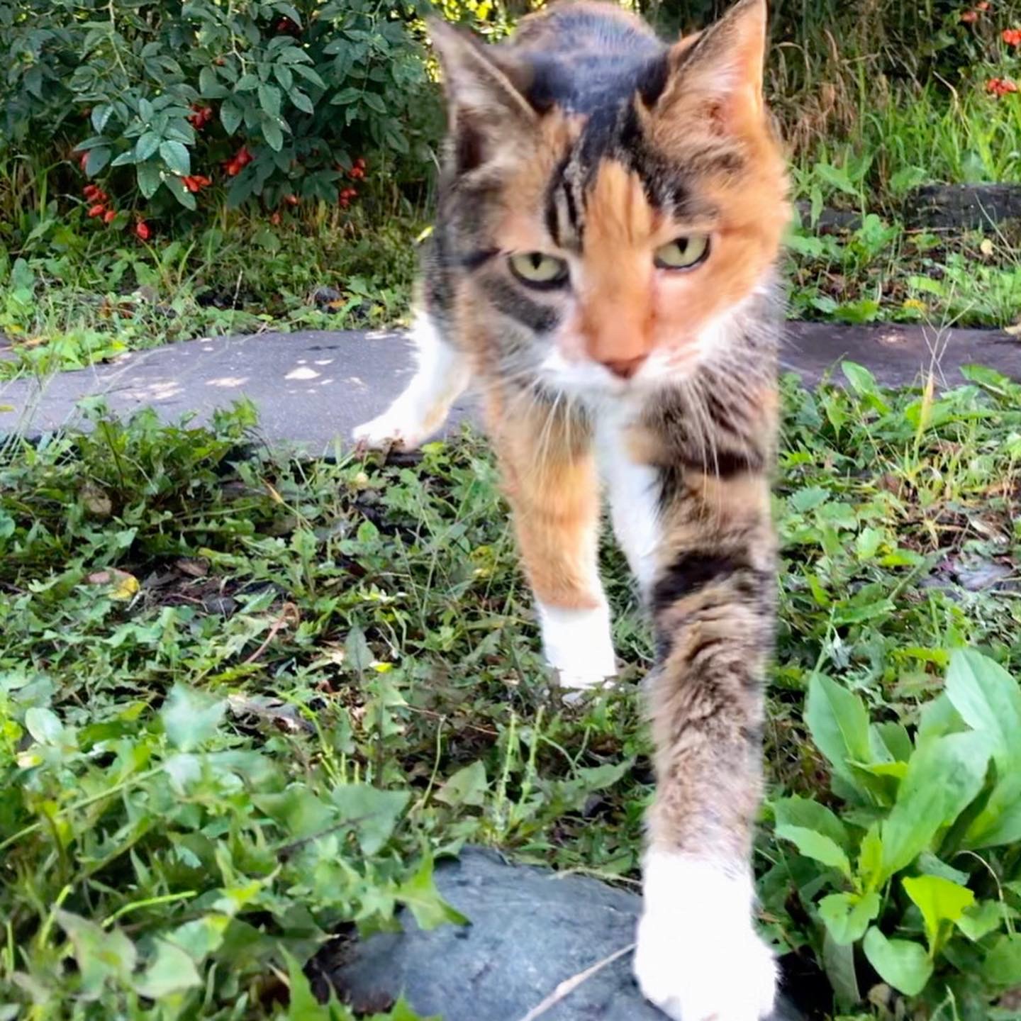 秋の植物