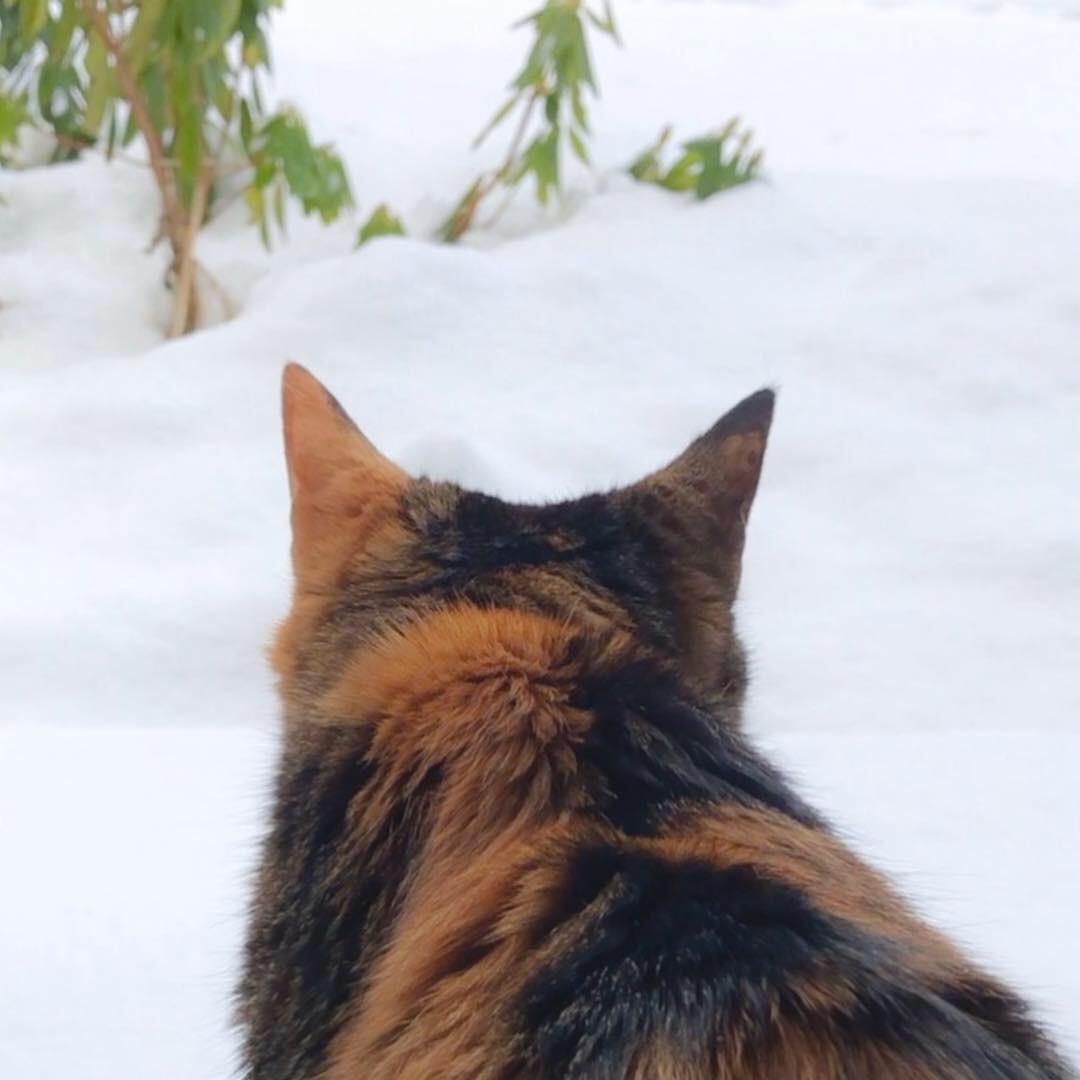 キタキツネ
