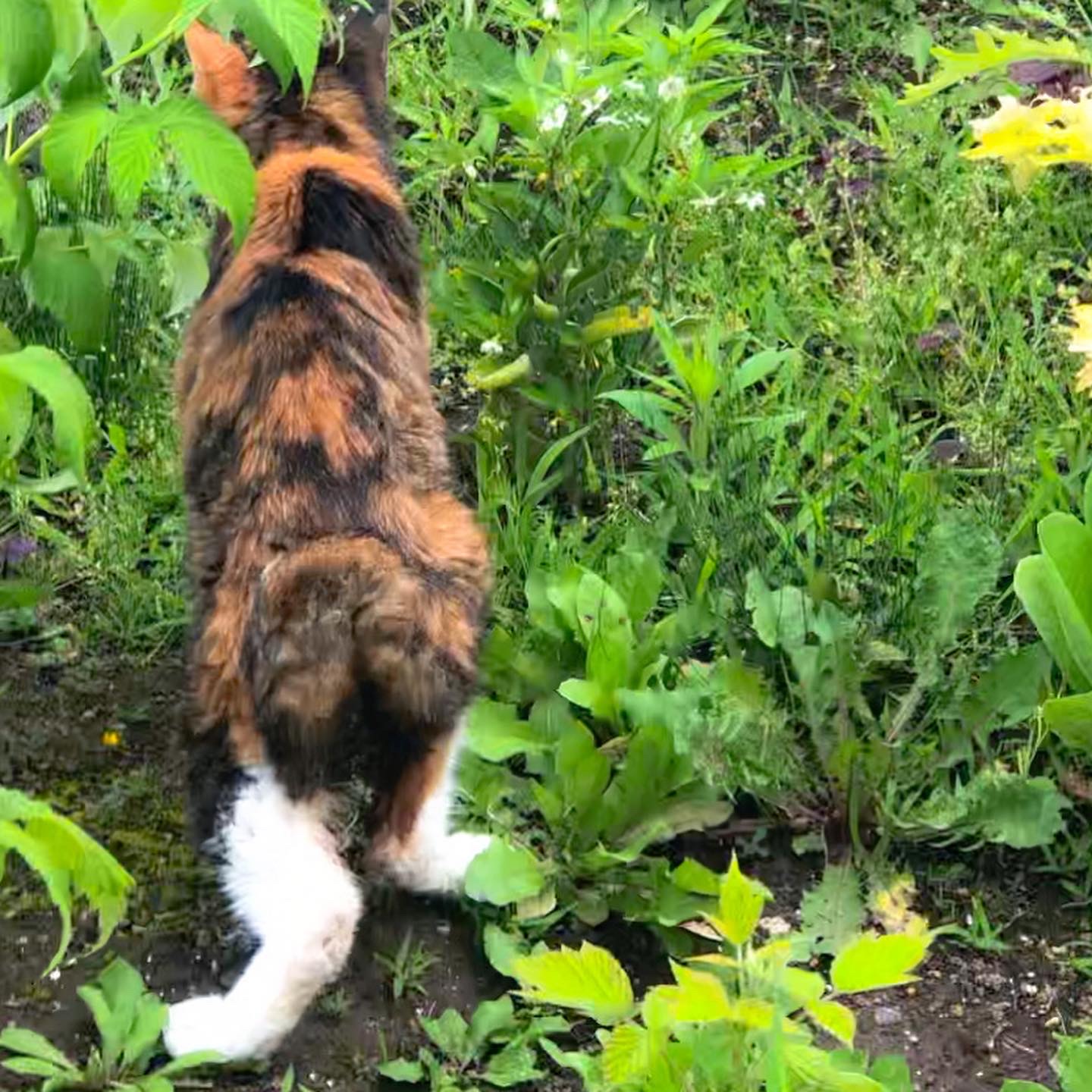 キウイフルーツ
