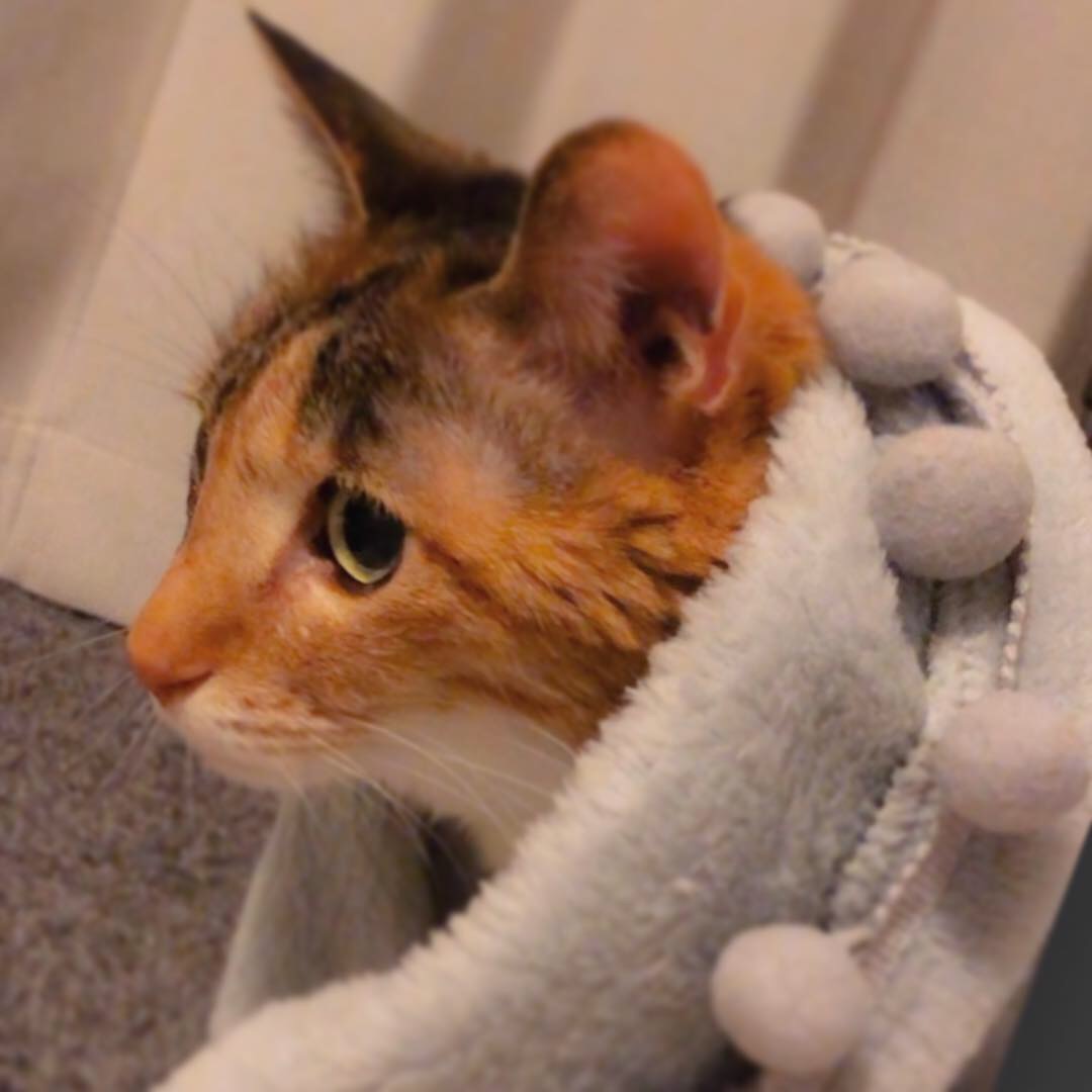 ナワバリ