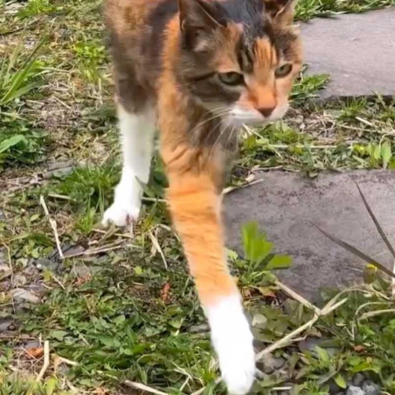 シャクナゲ