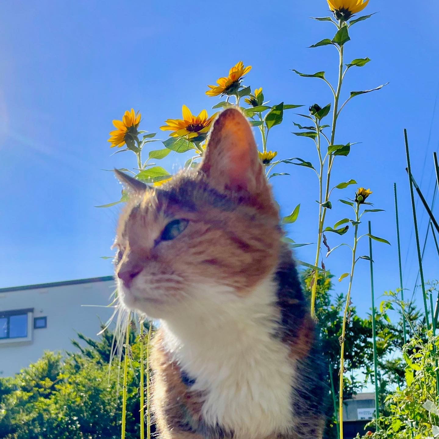 ひまわり