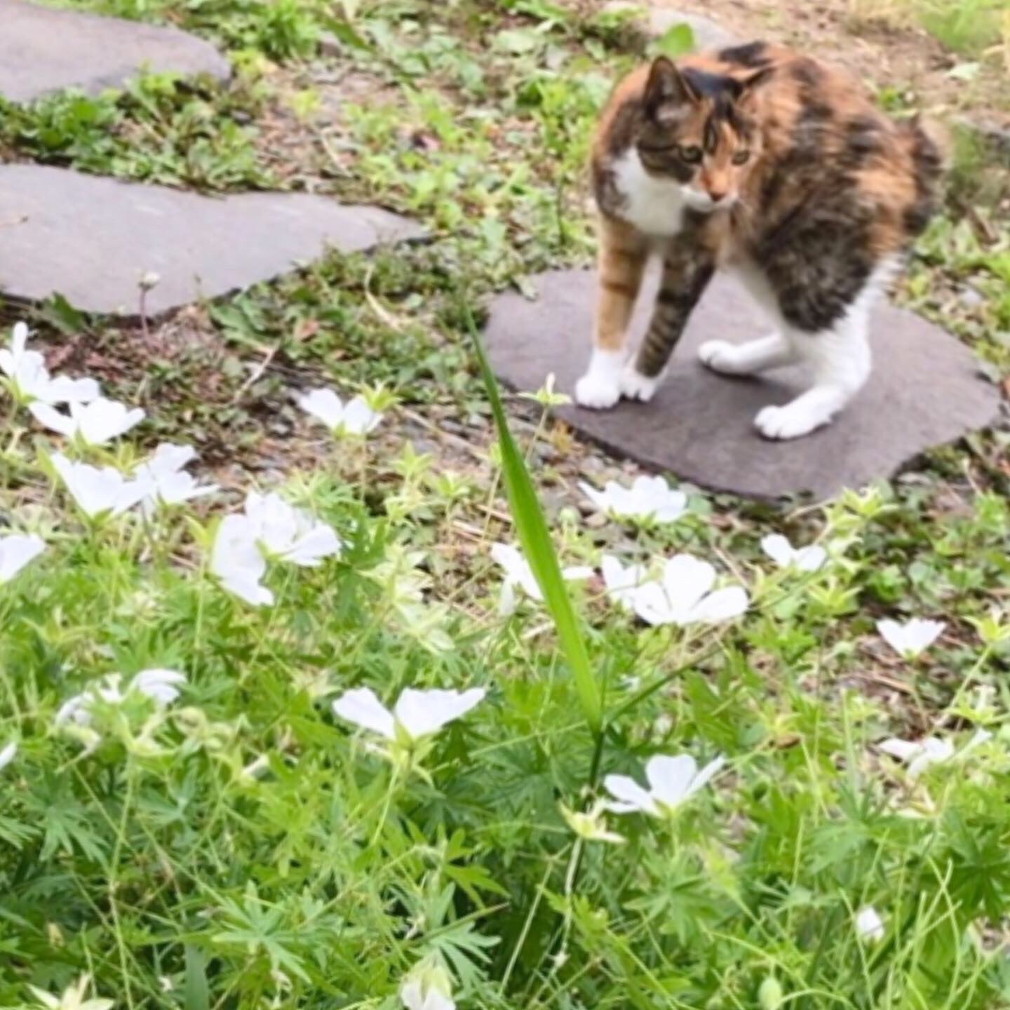 ゲラニウム
