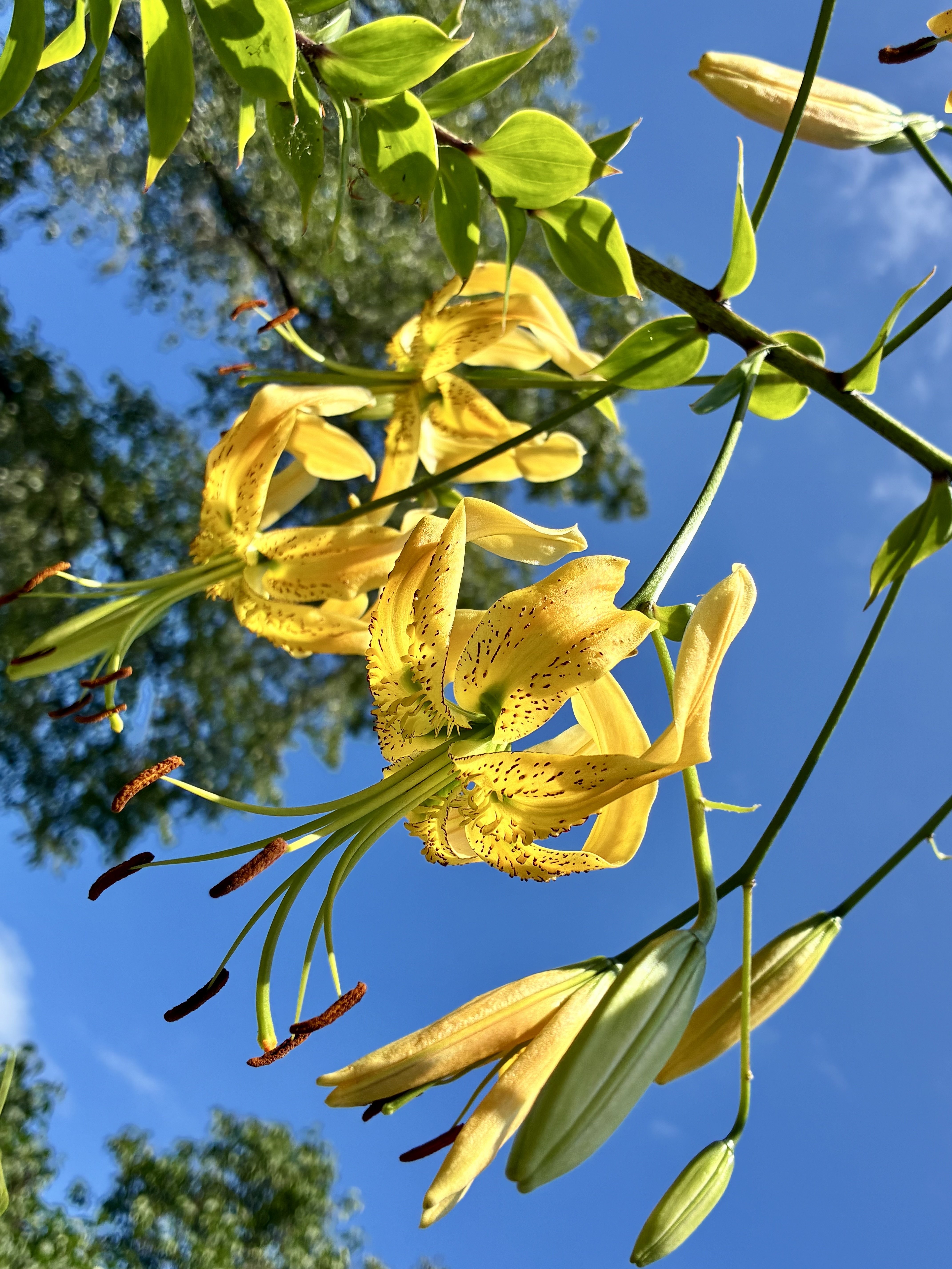 百合が原公園