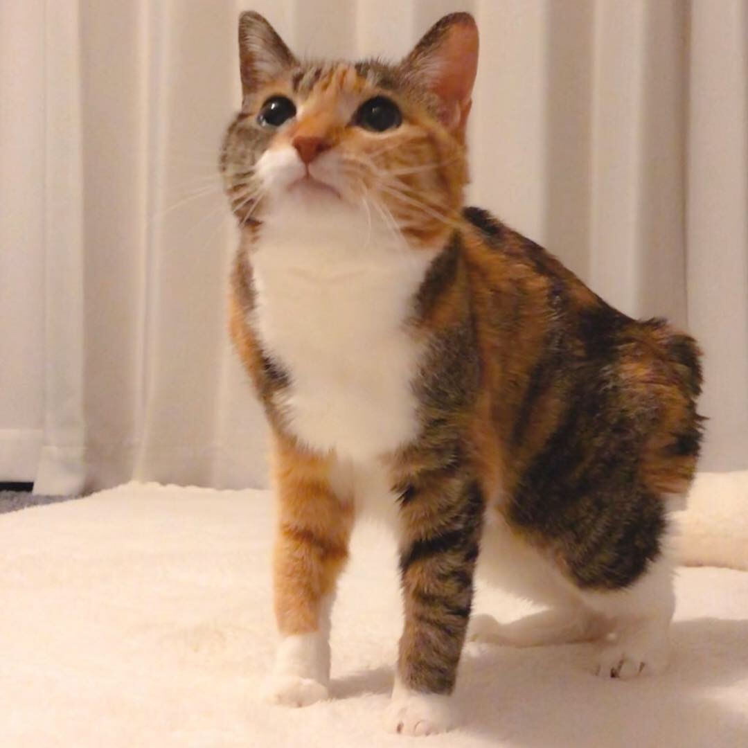 ローズヒップ