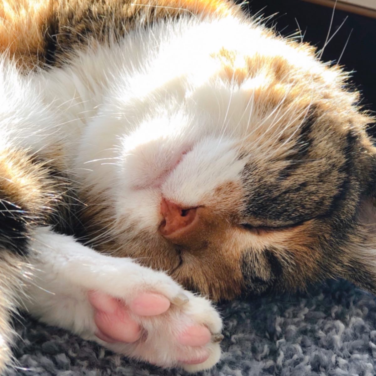 キタキツネ