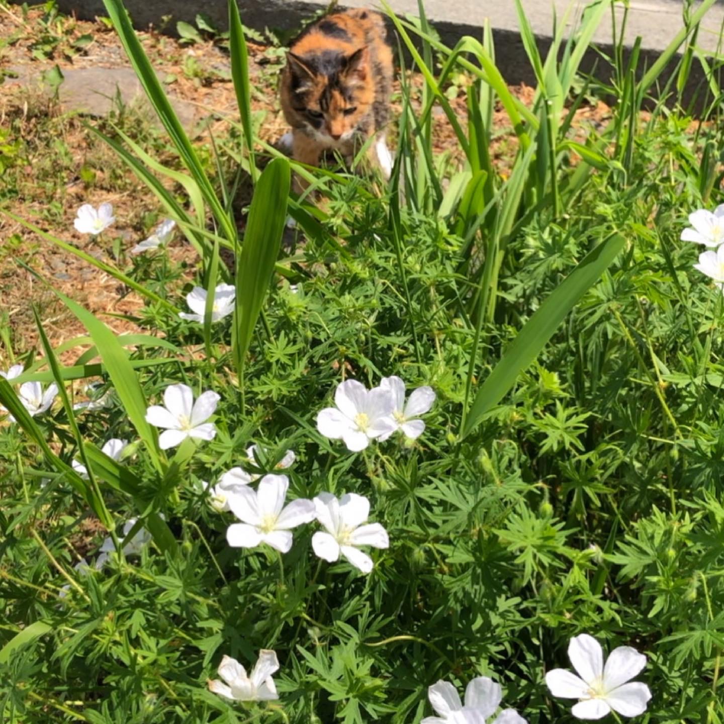 いちご