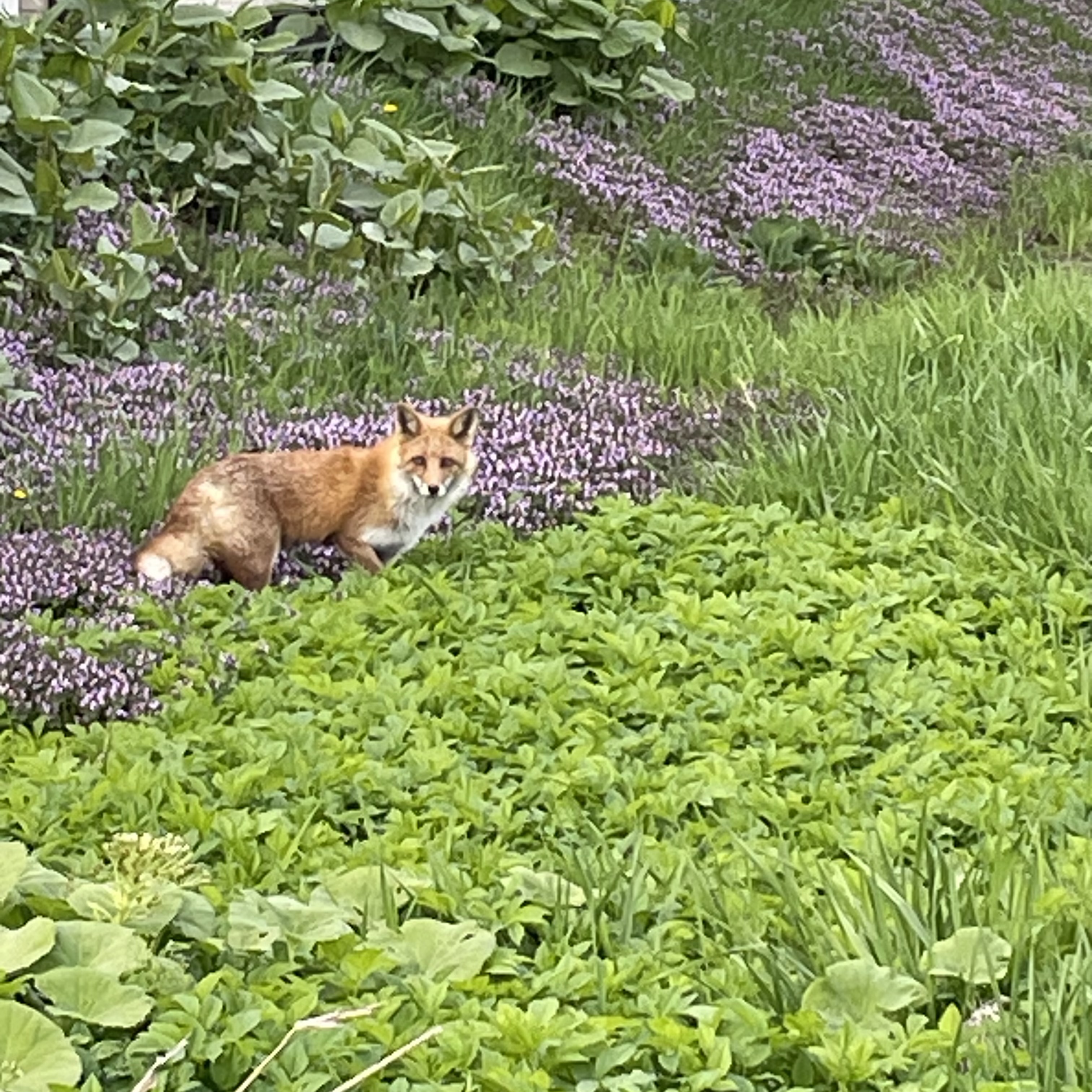 キツネ
