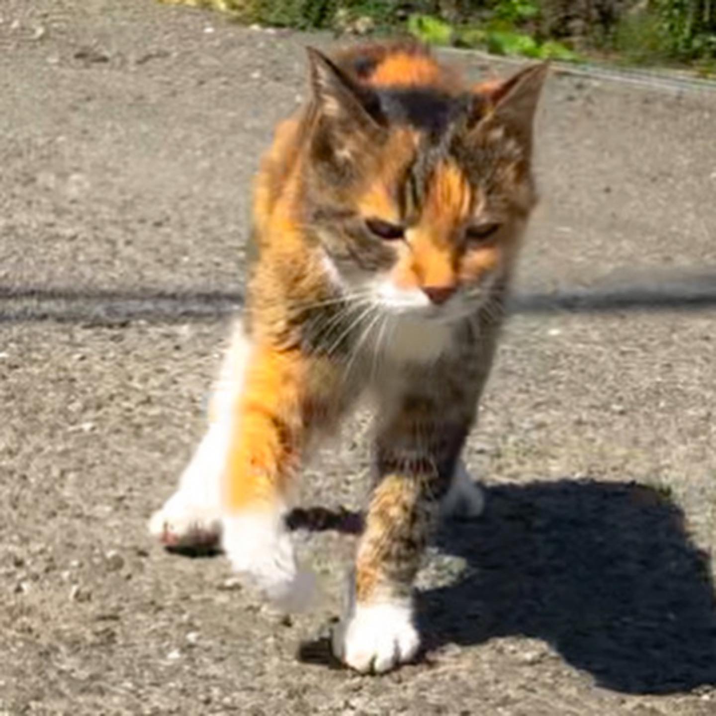 ミニトマト