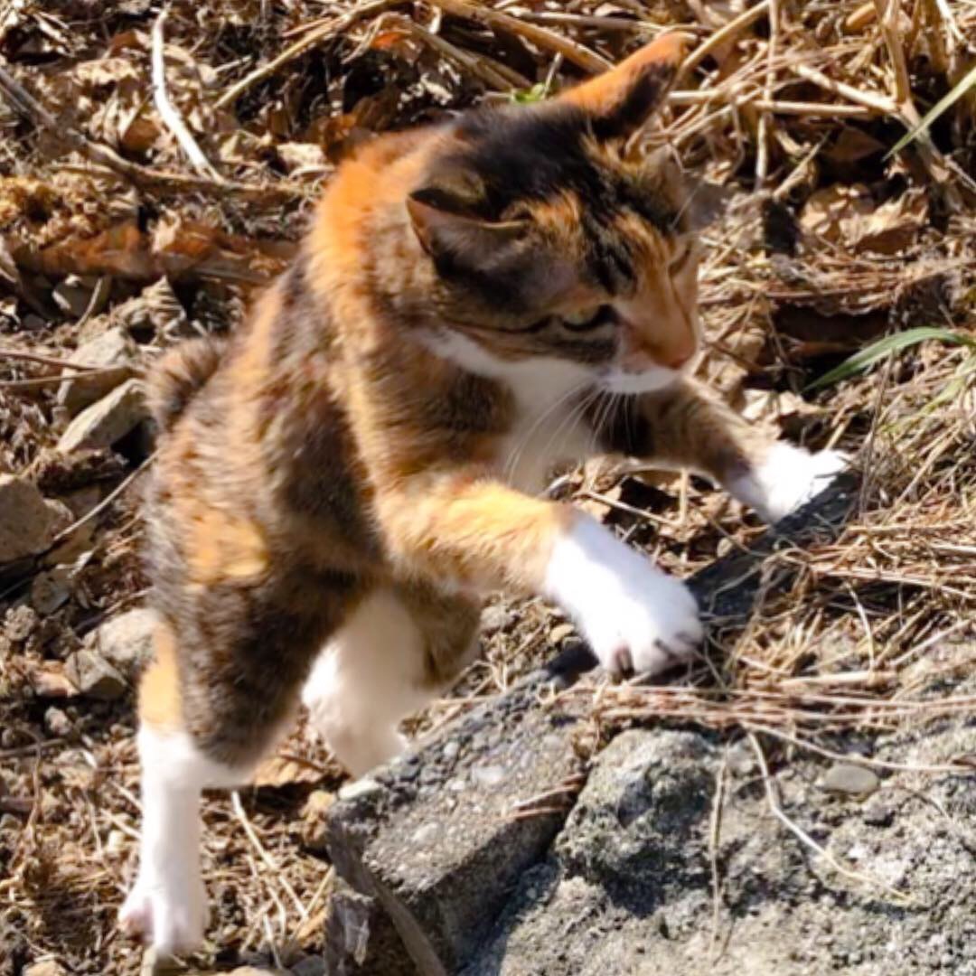 つくし