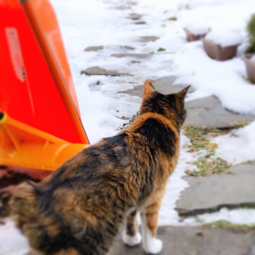 ナゾの足跡🐾