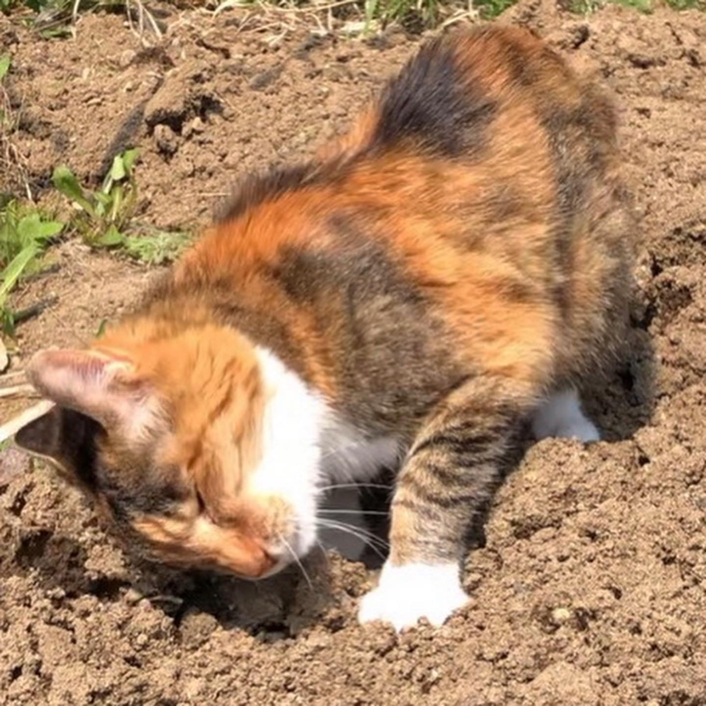 キウイ