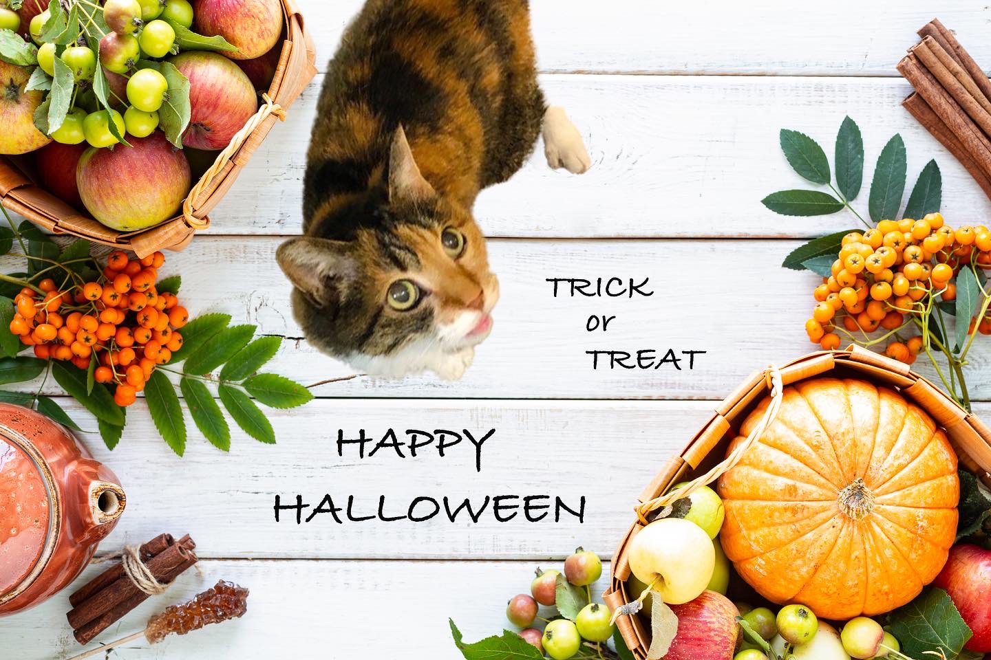 ハロウィン🎃