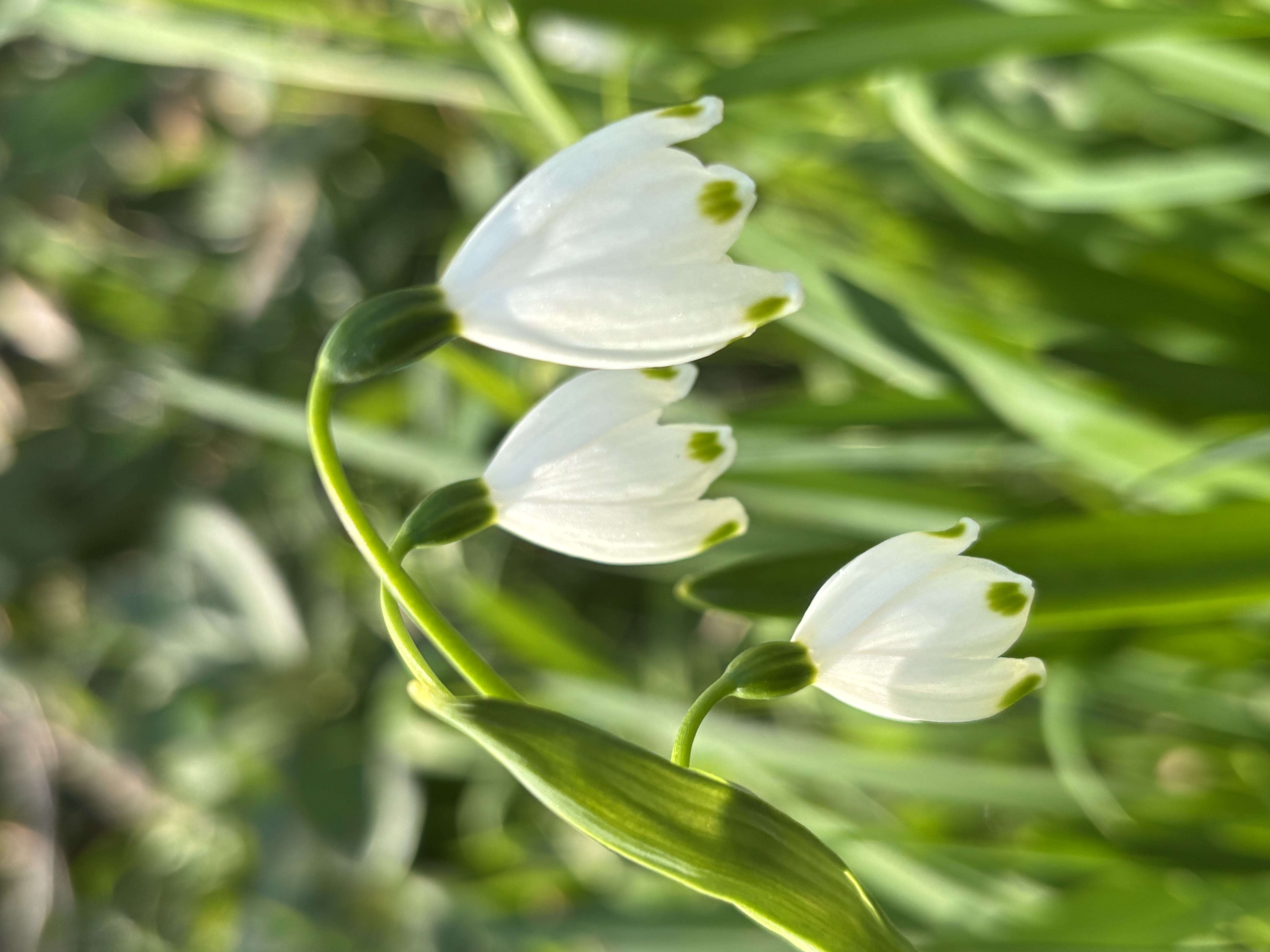 春の花
