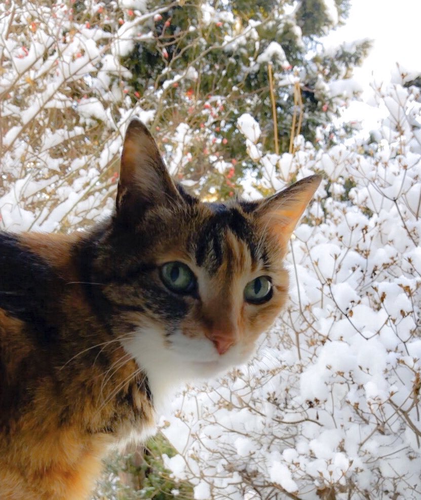 雪の華