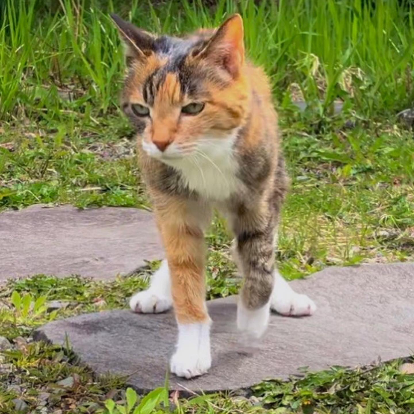 スモモ