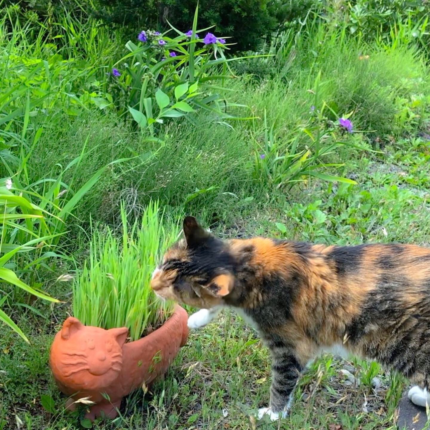 猫草