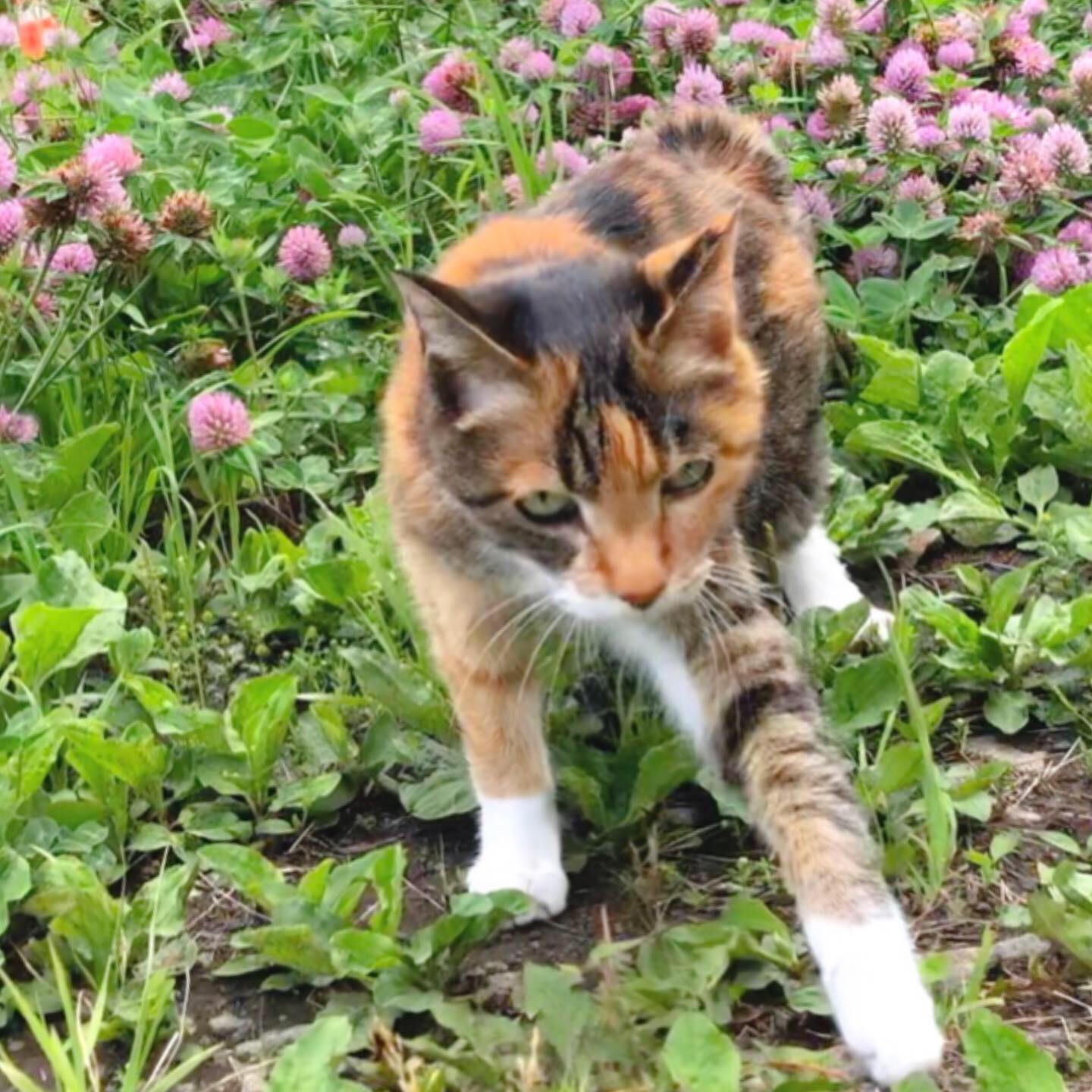 ねことじいちゃん
