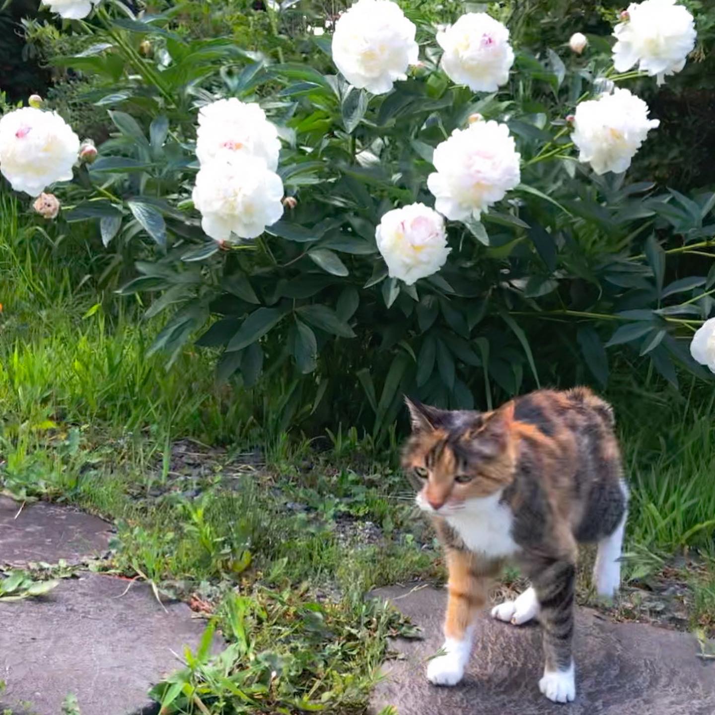 芍薬（シャクヤク）