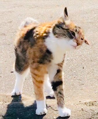 お花見