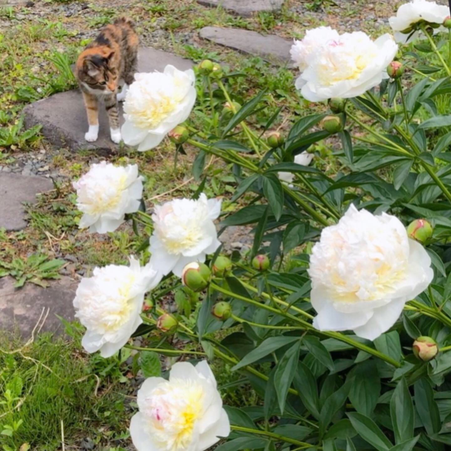 芍薬