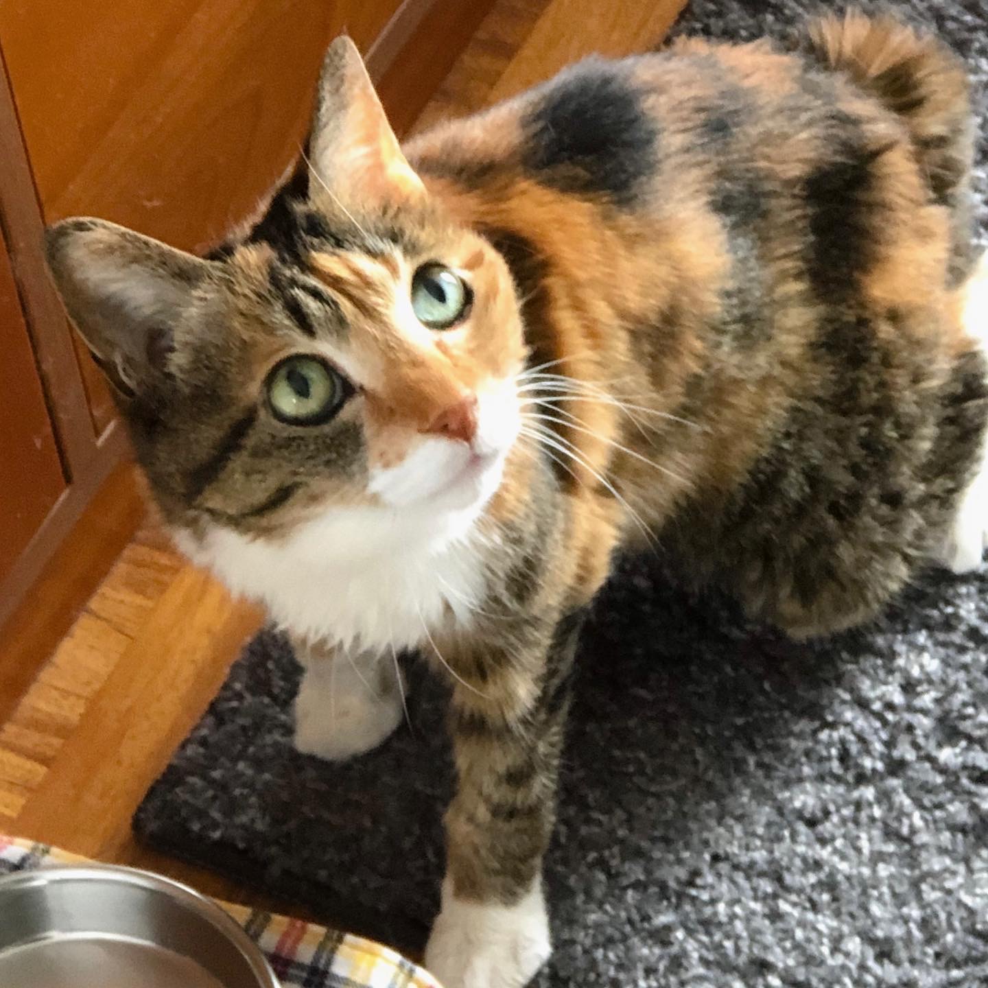 バレンタインデー