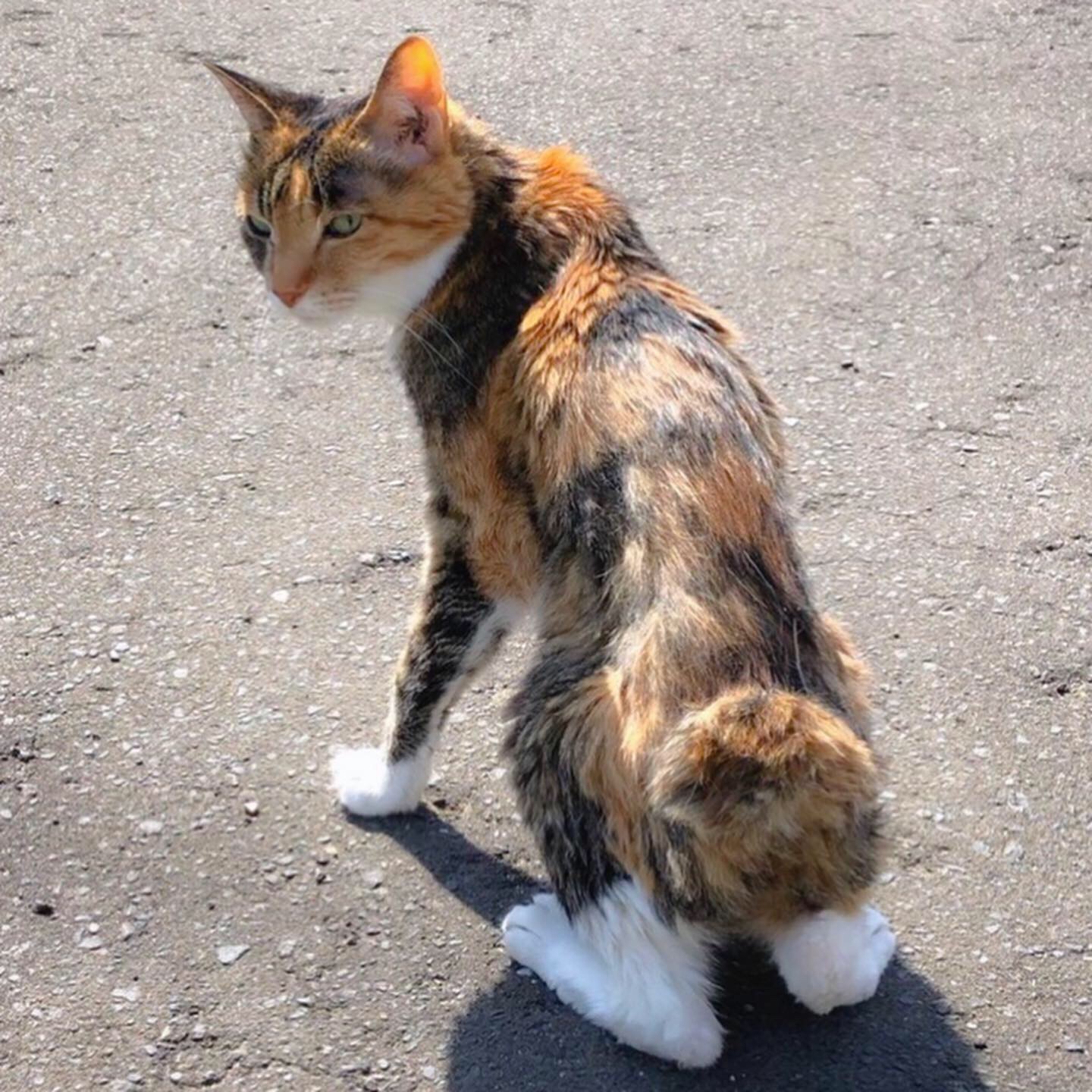 カギしっぽとバラ