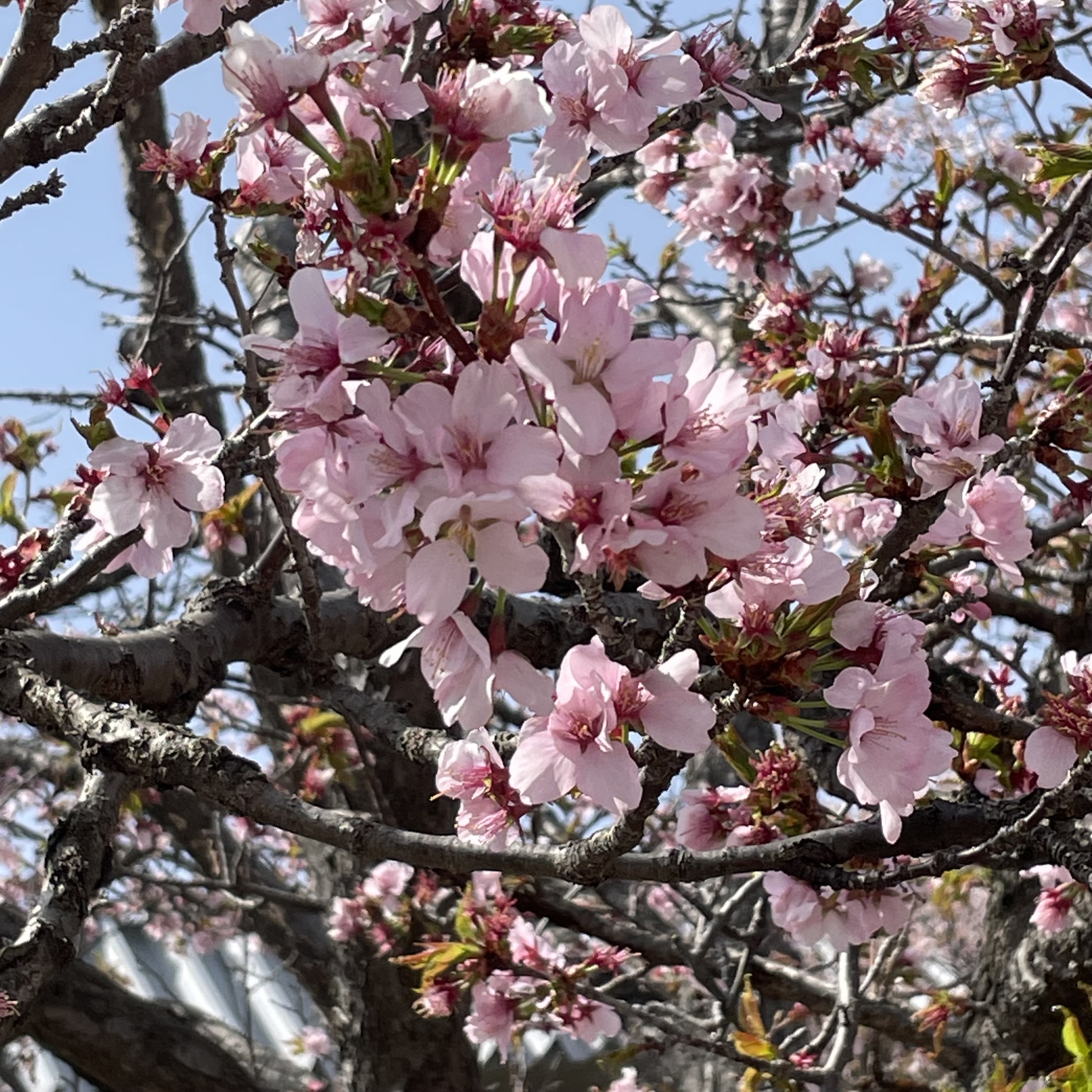 桜