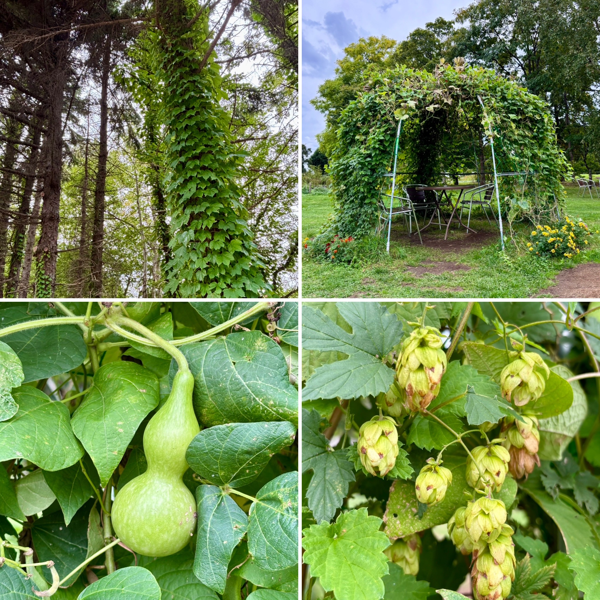 グリーンドーム