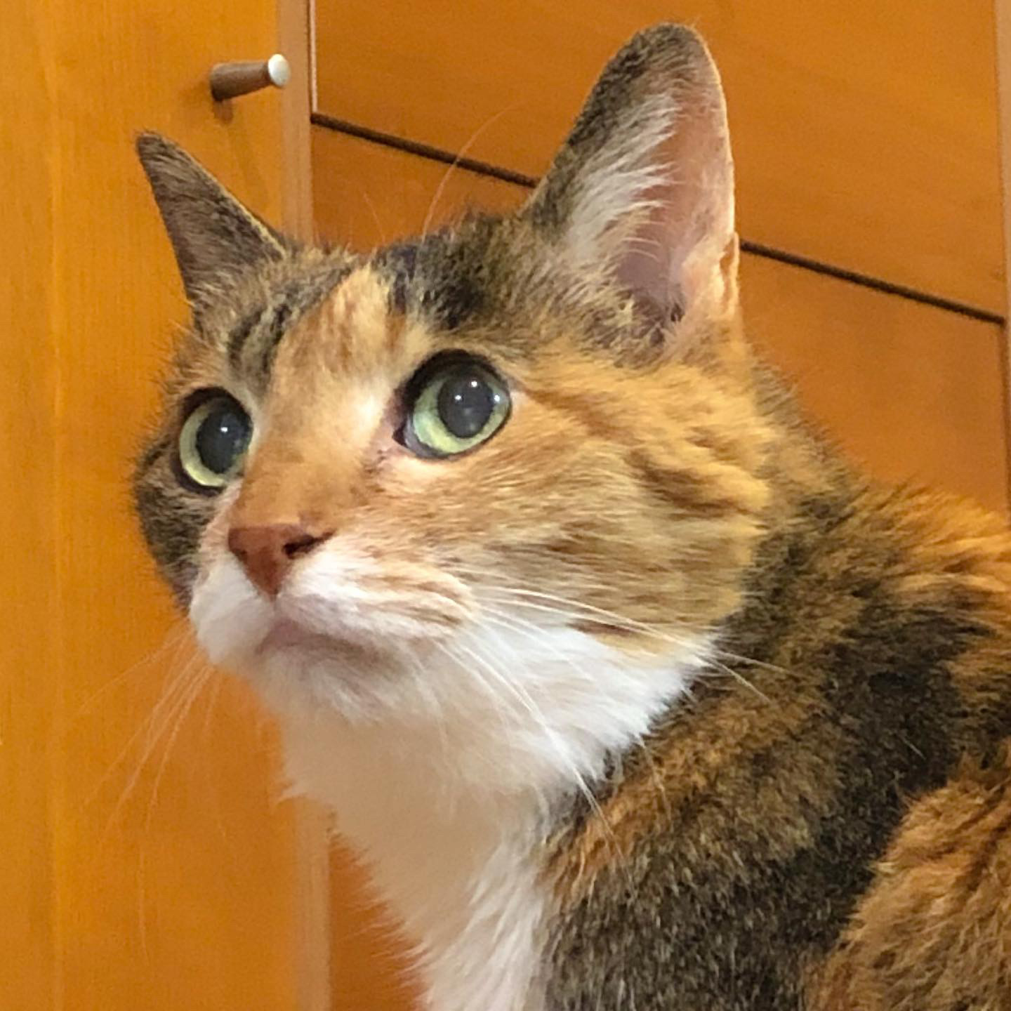 バラ