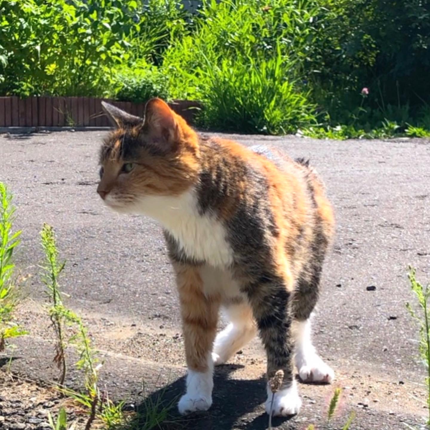 家庭菜園