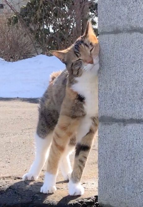 ふきのとう