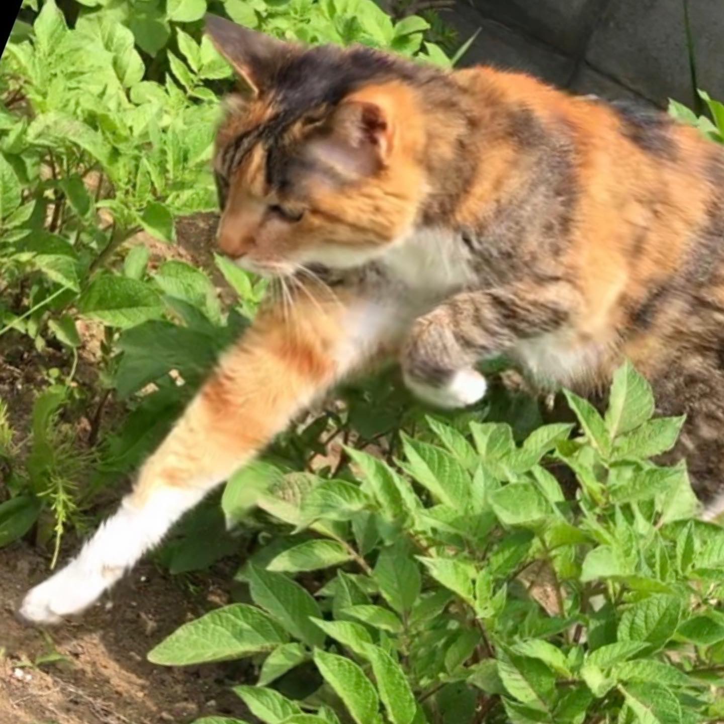 ジャガイモ