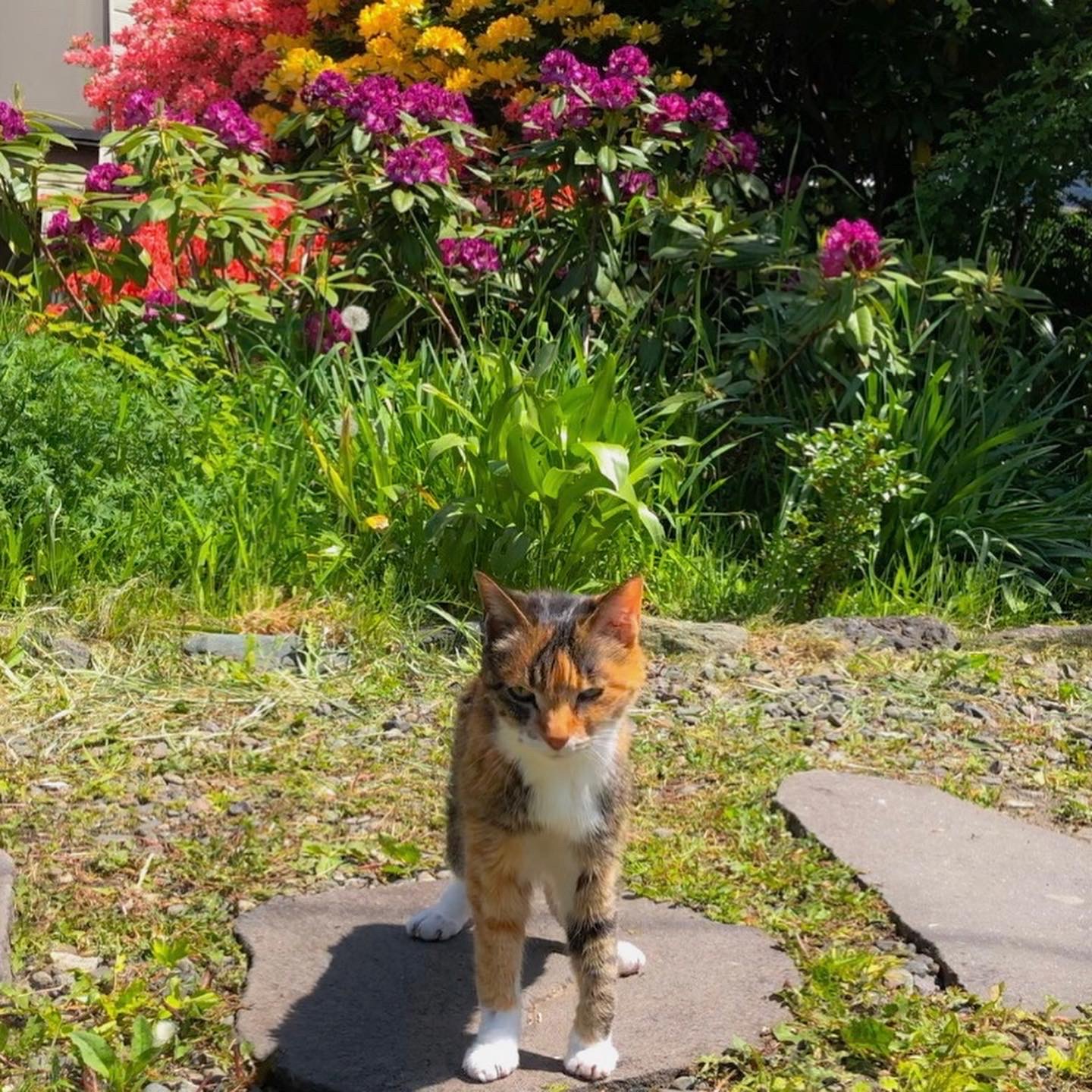 ツツジ