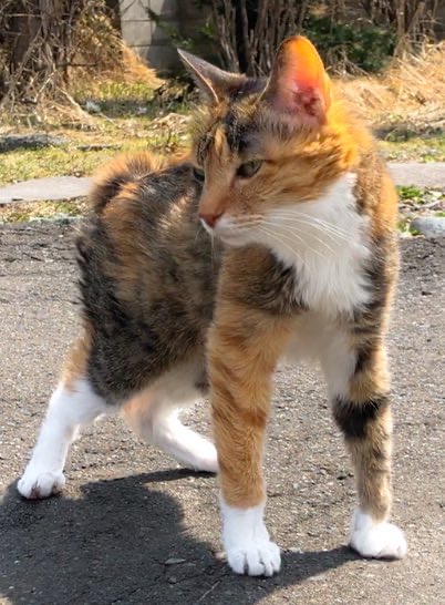 白玉ぜんざい