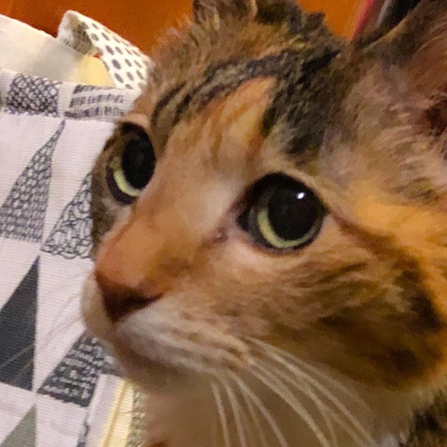猫の切手