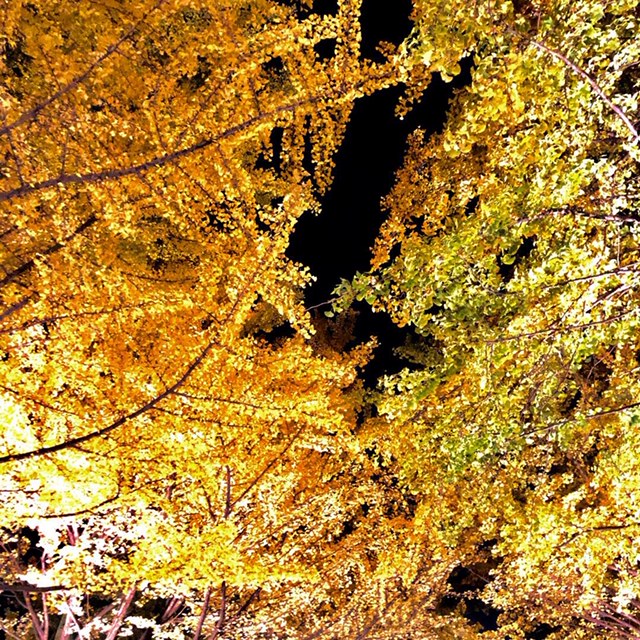 イチョウ並木で紅葉刈り！