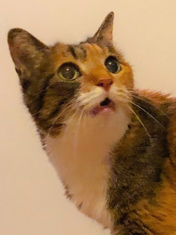 富良野メロン