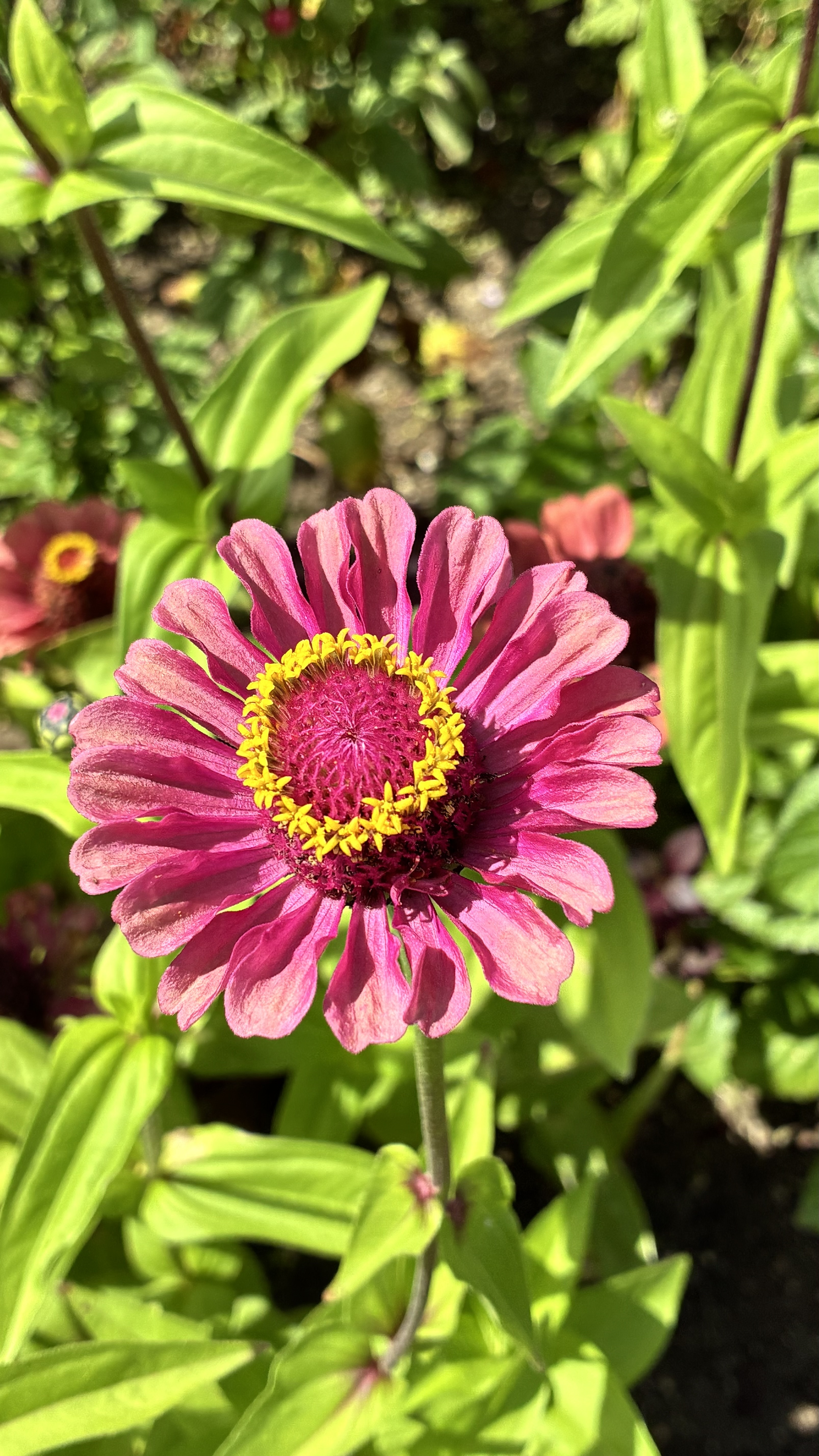 花ロードえにわ
