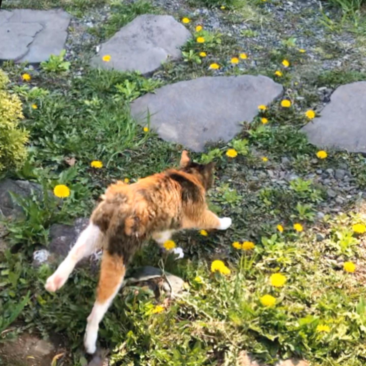 ムスカリとヒヤシンス