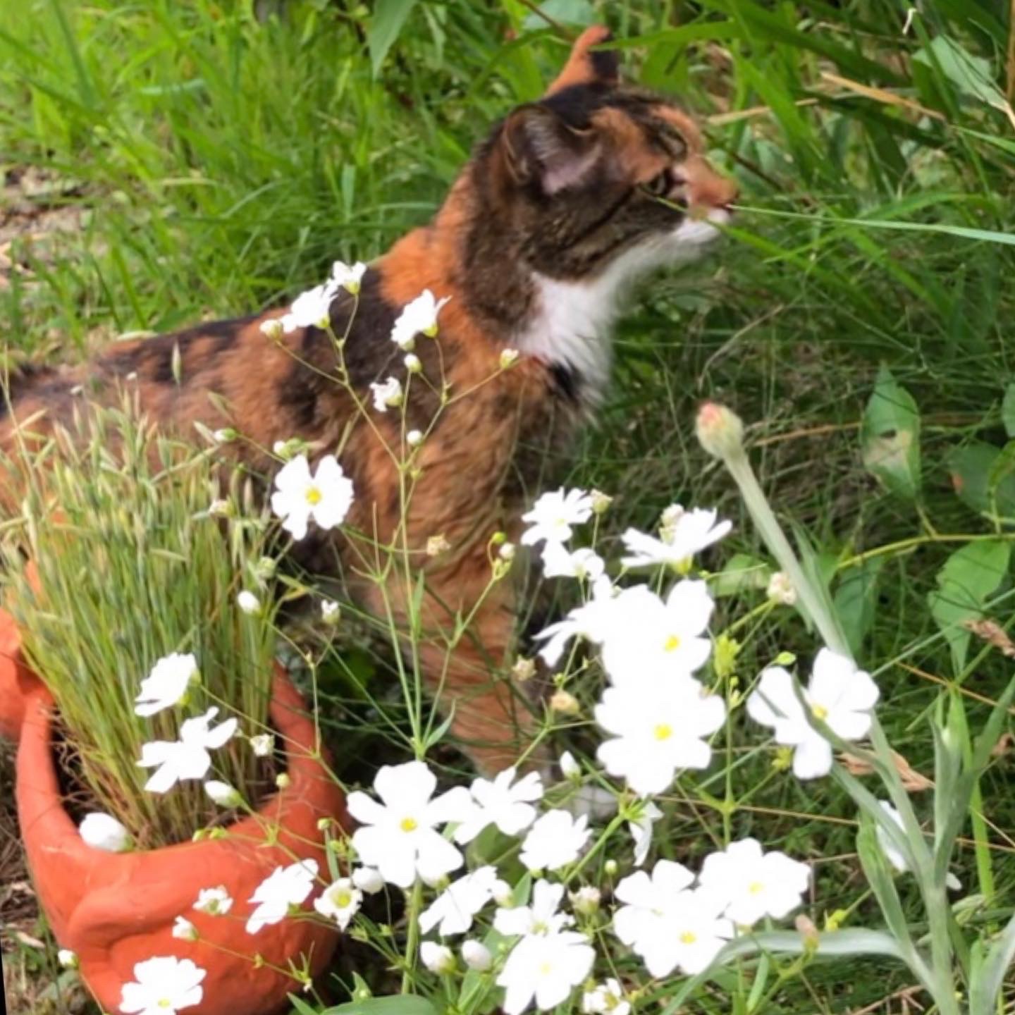 猫草