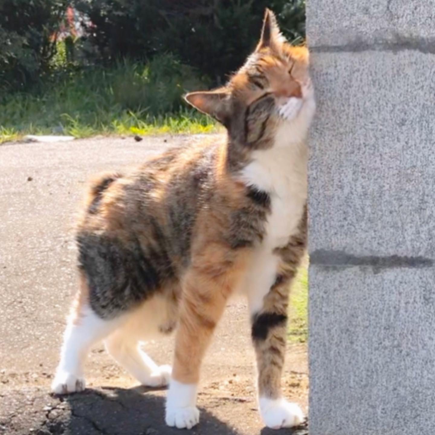 ナイアガラ