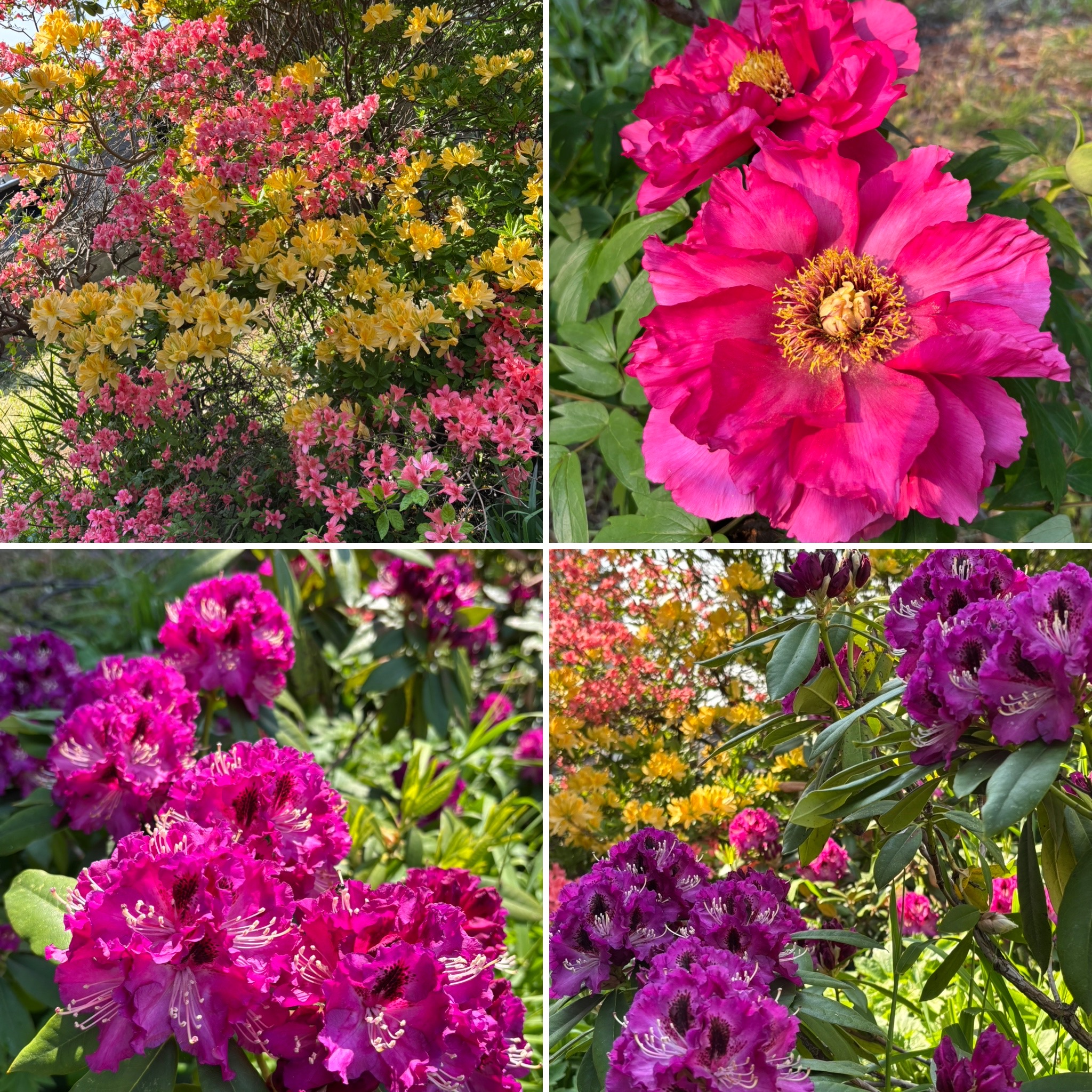 花のカフェ